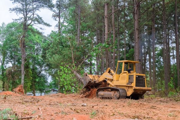 Trees Clearing in Snellville