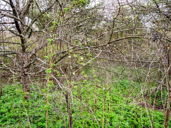 Underbrush Clearing in Snellville