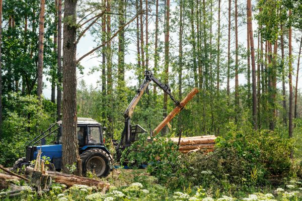 Pine Forest Removal
