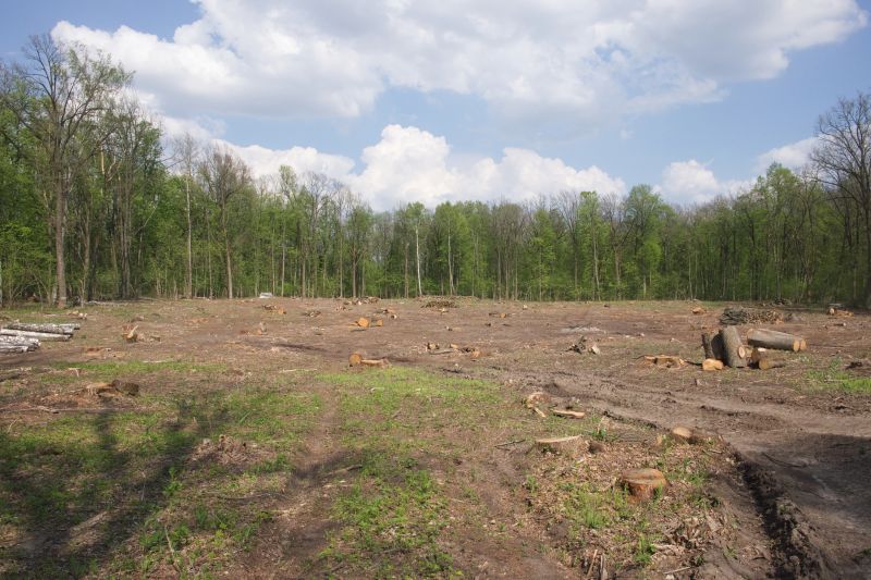 Post-Clearing Site
