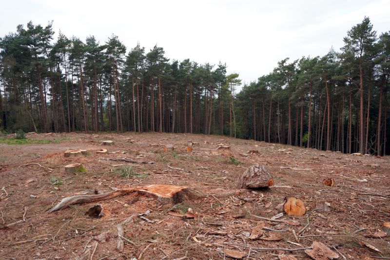 Timber and Debris Removal